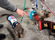 Gelungener 2. Advent bei Herrmann Massivholzhaus