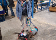 Gelungener 2. Advent bei Herrmann Massivholzhaus