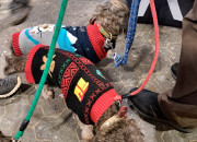 Gelungener 2. Advent bei Herrmann Massivholzhaus