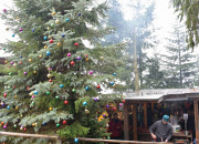 Christbaumschlagen 2015