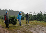 Christbaumschlagen 2015